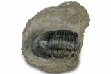 Large Paralejurus Trilobite Fossil - Atchana, Morocco #311250-3